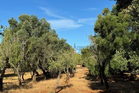Landejendom i Ostuni, Brindisi, Ostuni - € 70.000 | Ref: 172708 - foto 15